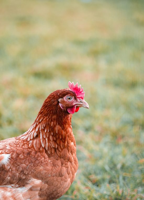 A selective focus shot of a chicken on the grass in the farm