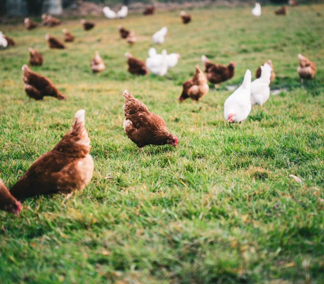 A beautiful shot of chickens on the grass in the farm