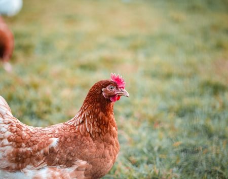 A selective focus shot of a chicken on the grass in the farm